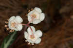 Pipsissewa <BR>Spotted wintergreen